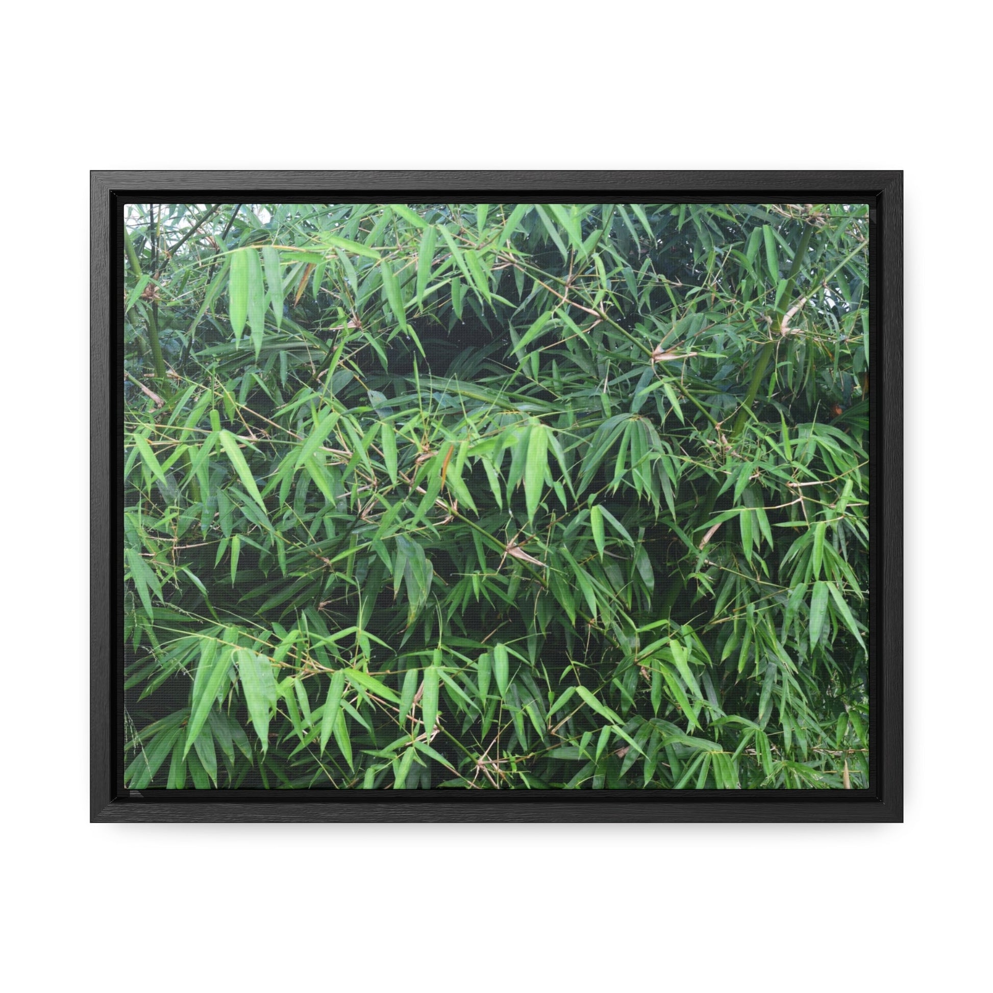 Rainforest Trails & Views - Gallery Canvas Wraps, Horizontal Frame - El Yunque National Forest - Puerto Rico - Rio Sabana trail - Bamboo grove - Green Forest Home