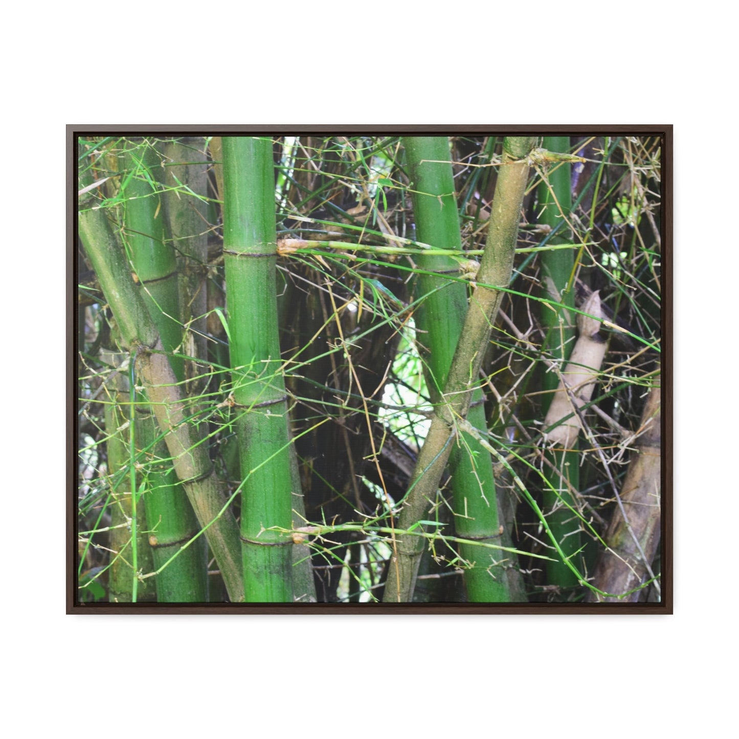 Rainforest Trails & Views - Gallery Canvas Wraps, Horizontal Frame - El Yunque National Forest - Puerto Rico - Rio Sabana trail - Bamboo grove - Green Forest Home