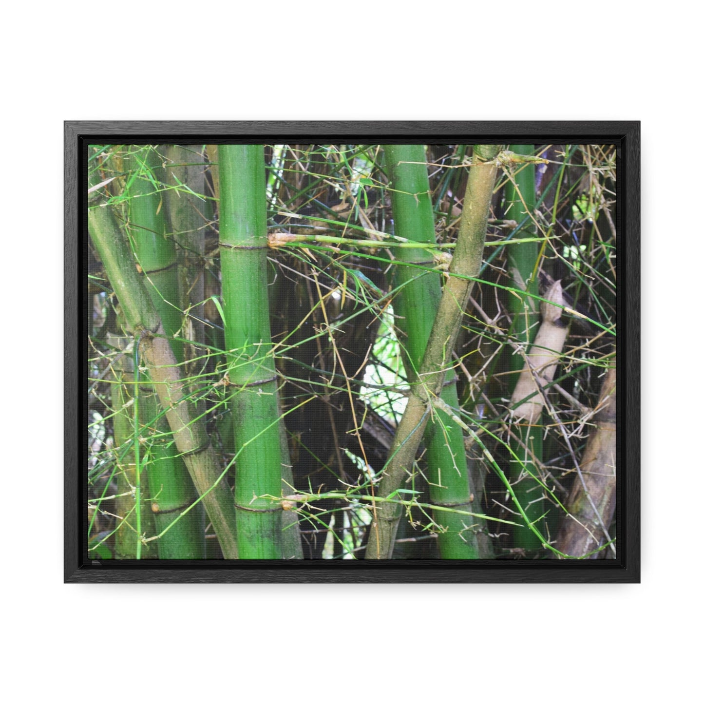 Rainforest Trails & Views - Gallery Canvas Wraps, Horizontal Frame - El Yunque National Forest - Puerto Rico - Rio Sabana trail - Bamboo grove - Green Forest Home
