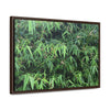 Rainforest Trails & Views - Gallery Canvas Wraps, Horizontal Frame - El Yunque National Forest - Puerto Rico - Rio Sabana trail - Bamboo grove - Green Forest Home