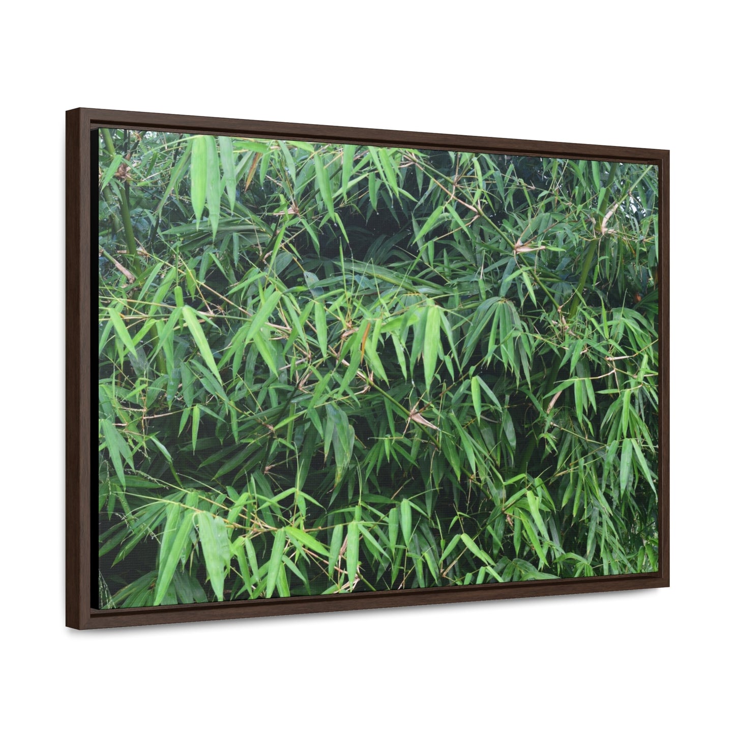 Rainforest Trails & Views - Gallery Canvas Wraps, Horizontal Frame - El Yunque National Forest - Puerto Rico - Rio Sabana trail - Bamboo grove - Green Forest Home