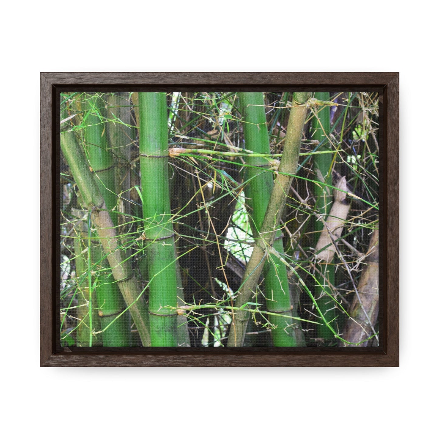 Rainforest Trails & Views - Gallery Canvas Wraps, Horizontal Frame - El Yunque National Forest - Puerto Rico - Rio Sabana trail - Bamboo grove - Green Forest Home