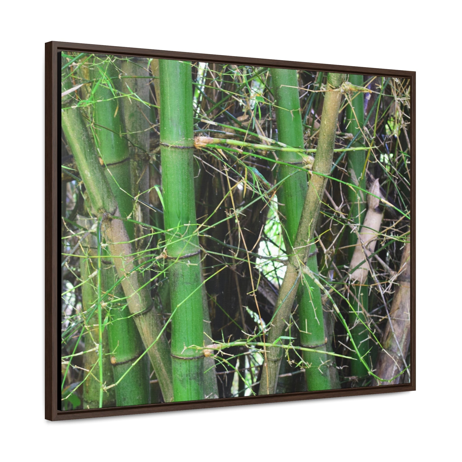 Rainforest Trails & Views - Gallery Canvas Wraps, Horizontal Frame - El Yunque National Forest - Puerto Rico - Rio Sabana trail - Bamboo grove - Green Forest Home