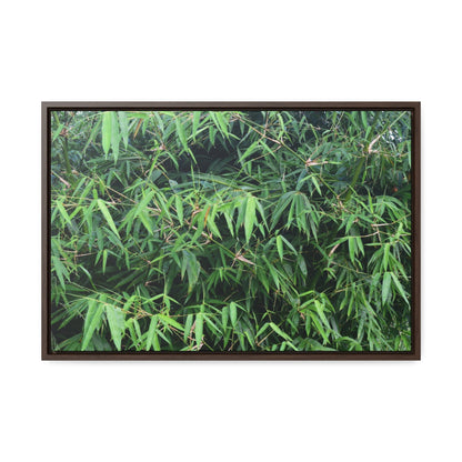 Rainforest Trails & Views - Gallery Canvas Wraps, Horizontal Frame - El Yunque National Forest - Puerto Rico - Rio Sabana trail - Bamboo grove - Green Forest Home