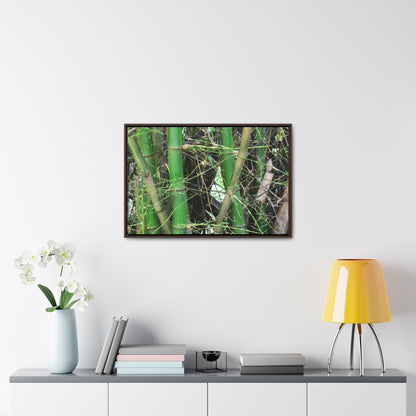Rainforest Trails & Views - Gallery Canvas Wraps, Horizontal Frame - El Yunque National Forest - Puerto Rico - Rio Sabana trail - Bamboo grove - Green Forest Home