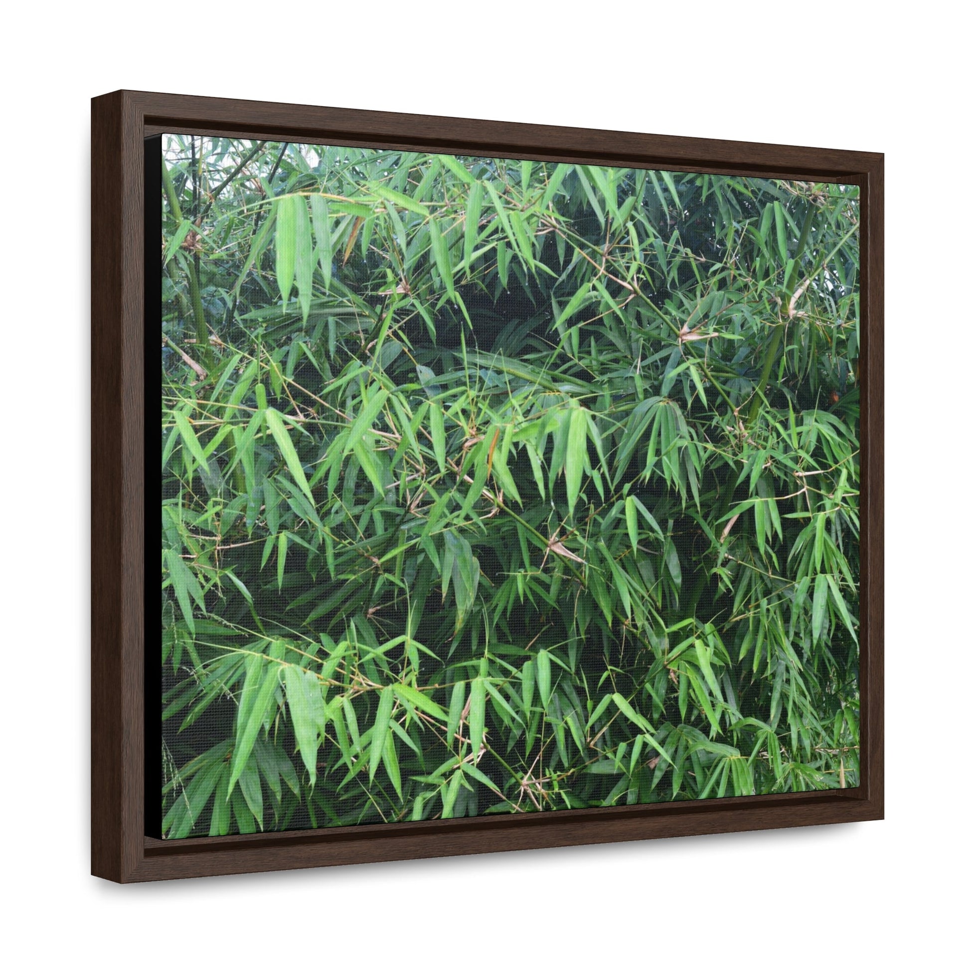 Rainforest Trails & Views - Gallery Canvas Wraps, Horizontal Frame - El Yunque National Forest - Puerto Rico - Rio Sabana trail - Bamboo grove - Green Forest Home