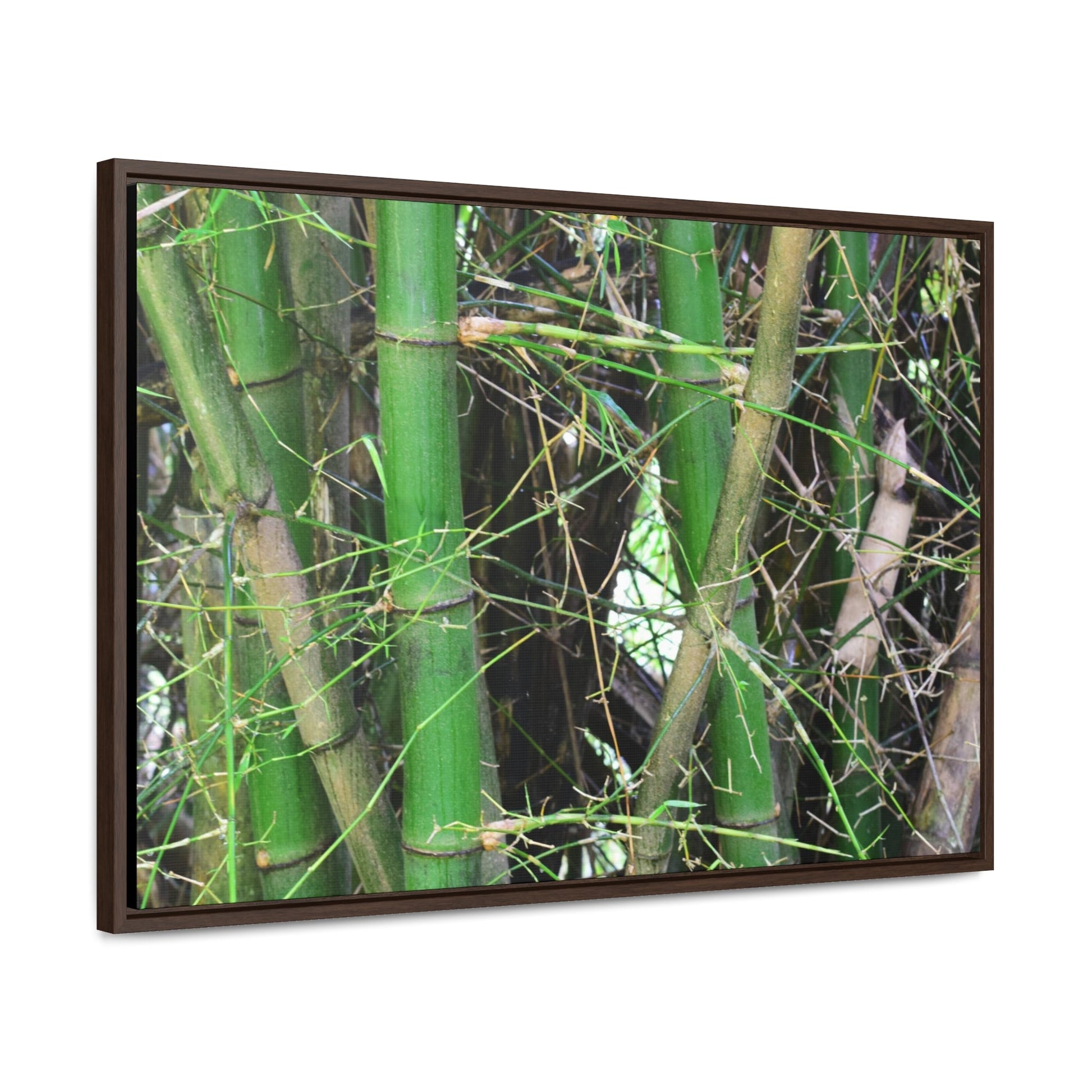 Rainforest Trails & Views - Gallery Canvas Wraps, Horizontal Frame - El Yunque National Forest - Puerto Rico - Rio Sabana trail - Bamboo grove - Green Forest Home