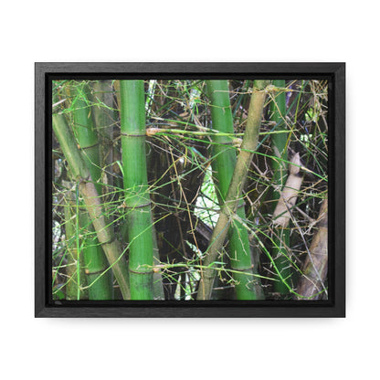 Rainforest Trails & Views - Gallery Canvas Wraps, Horizontal Frame - El Yunque National Forest - Puerto Rico - Rio Sabana trail - Bamboo grove - Green Forest Home
