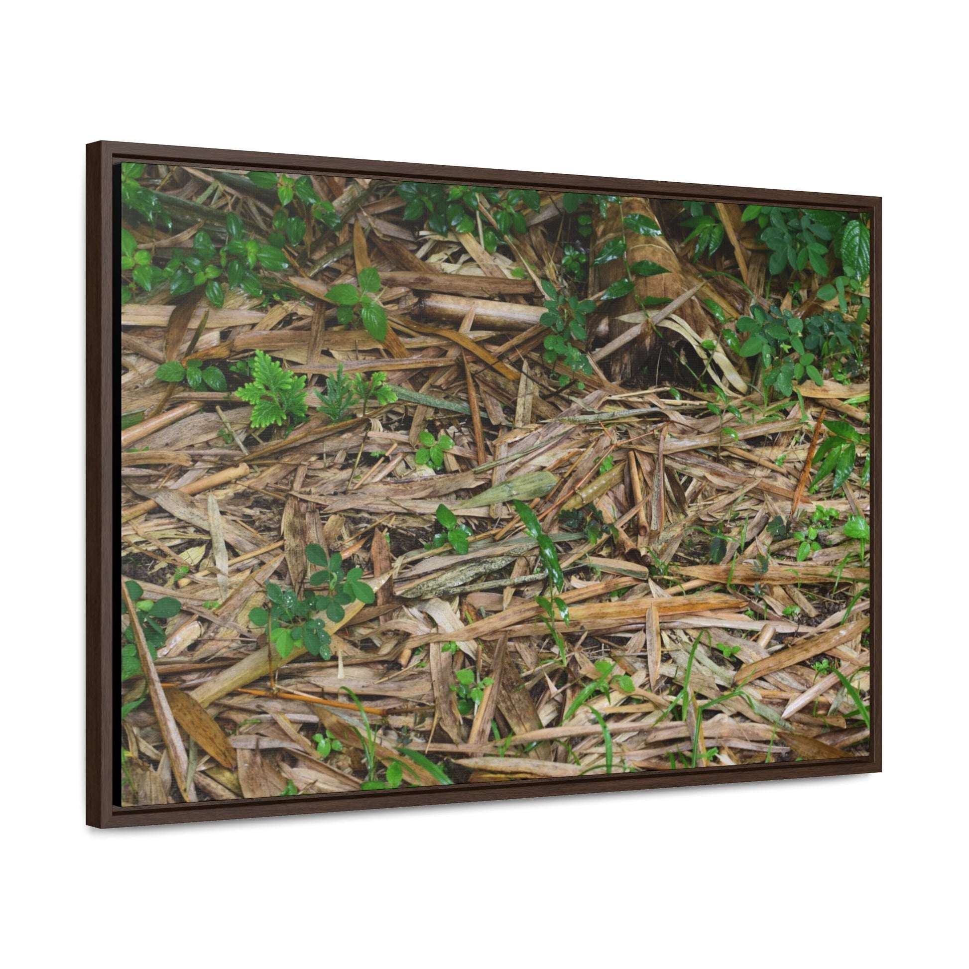 Rainforest Trails & Views - Gallery Canvas Wraps, Horizontal Frame - El Yunque National Forest - Puerto Rico - Rio Sabana trail - Bamboo leaves on the ground - Green Forest Home