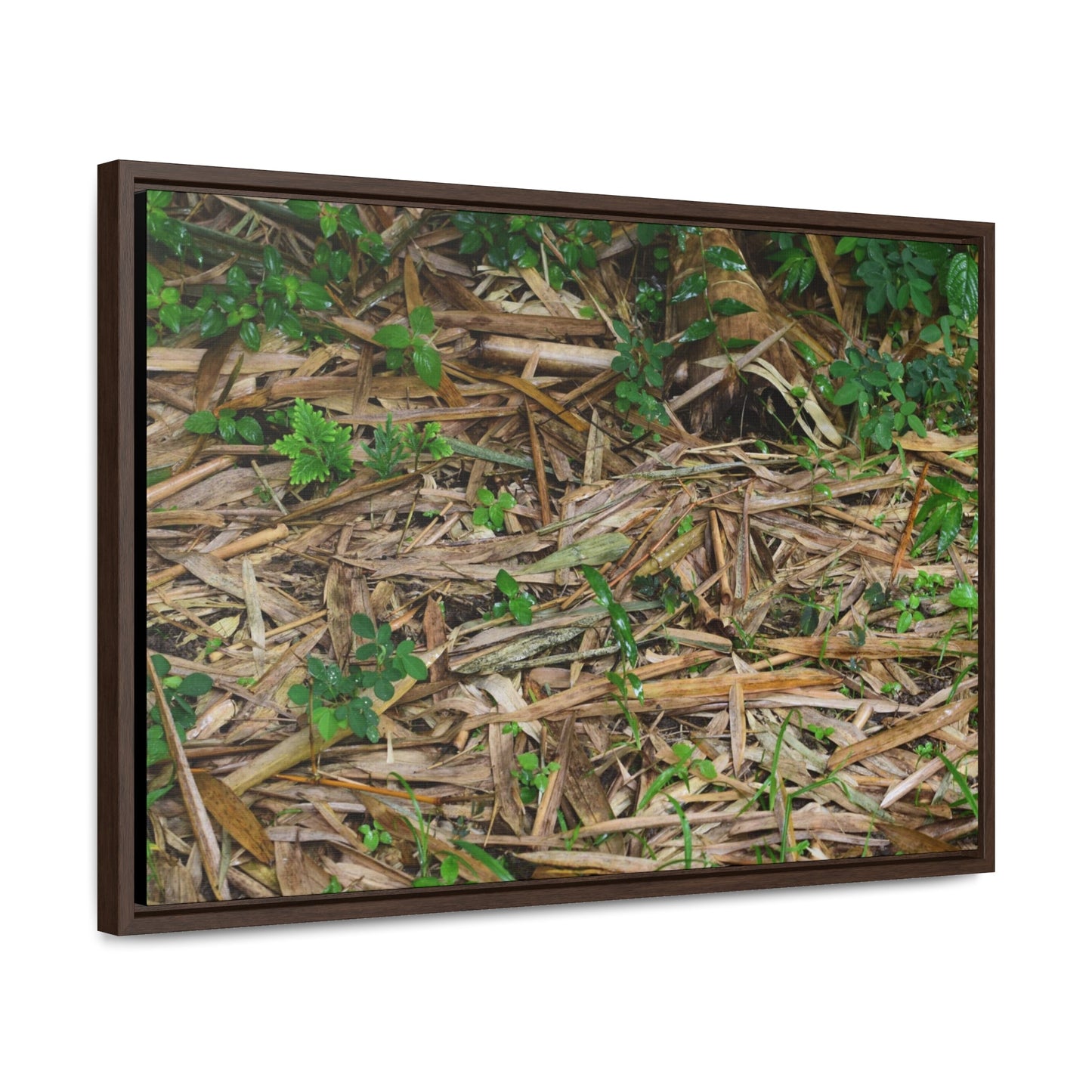 Rainforest Trails & Views - Gallery Canvas Wraps, Horizontal Frame - El Yunque National Forest - Puerto Rico - Rio Sabana trail - Bamboo leaves on the ground - Green Forest Home