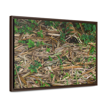 Rainforest Trails & Views - Gallery Canvas Wraps, Horizontal Frame - El Yunque National Forest - Puerto Rico - Rio Sabana trail - Bamboo leaves on the ground - Green Forest Home