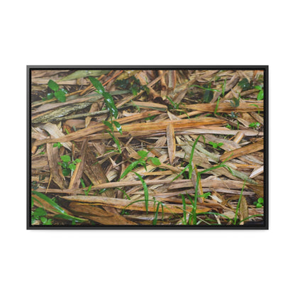 Rainforest Trails & Views - Gallery Canvas Wraps, Horizontal Frame - El Yunque National Forest - Puerto Rico - Rio Sabana trail - Bamboo leaves on the ground - Green Forest Home