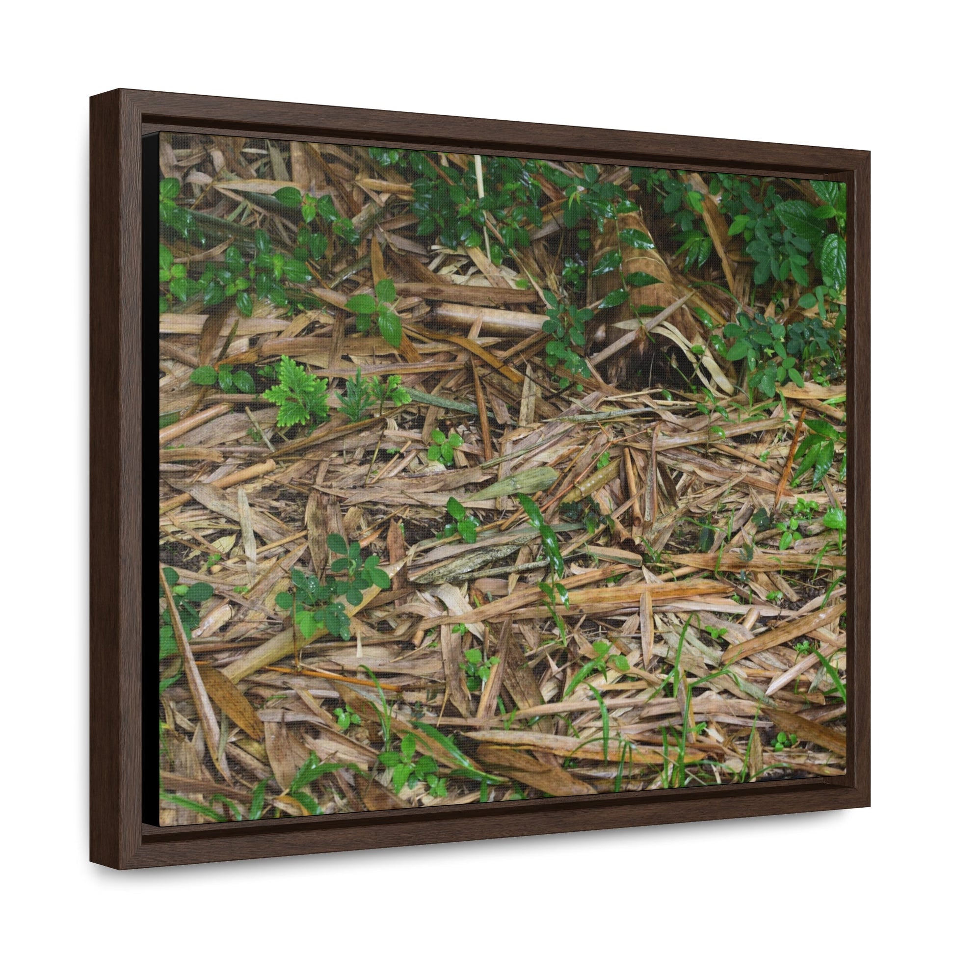 Rainforest Trails & Views - Gallery Canvas Wraps, Horizontal Frame - El Yunque National Forest - Puerto Rico - Rio Sabana trail - Bamboo leaves on the ground - Green Forest Home
