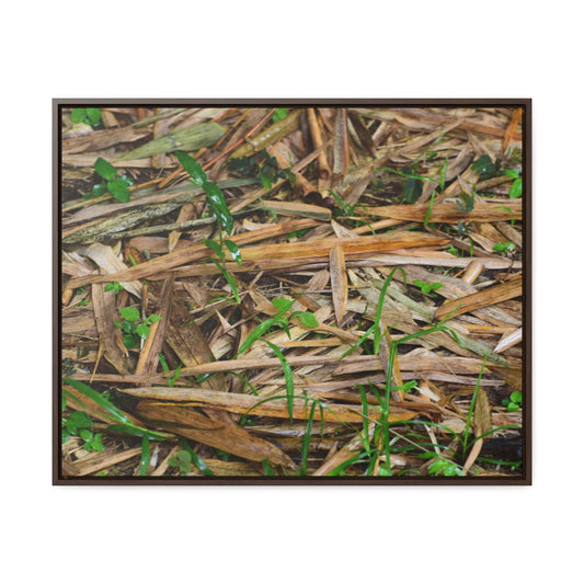 Rainforest Trails & Views - Gallery Canvas Wraps, Horizontal Frame - El Yunque National Forest - Puerto Rico - Rio Sabana trail - Bamboo leaves on the ground - Green Forest Home