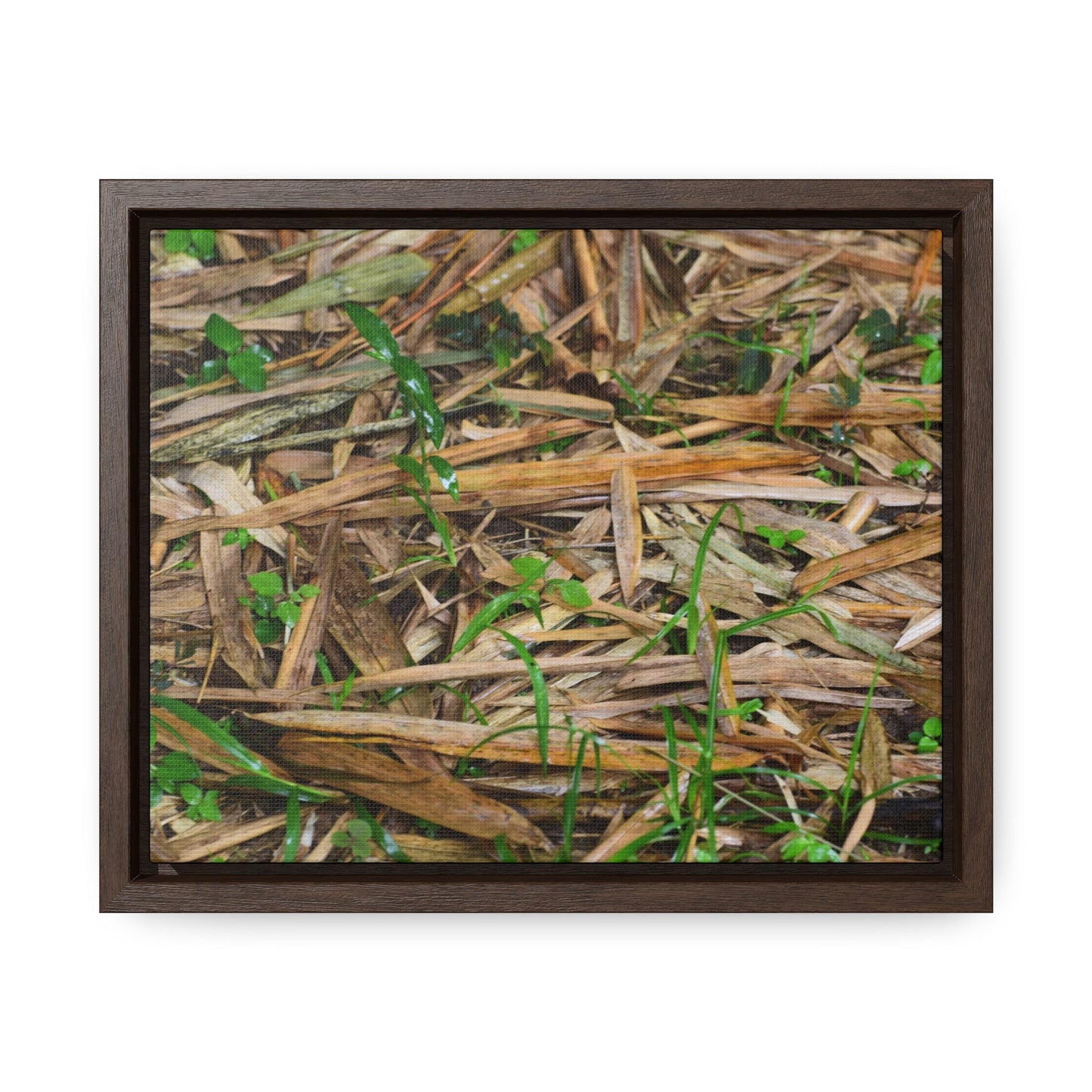 Rainforest Trails & Views - Gallery Canvas Wraps, Horizontal Frame - El Yunque National Forest - Puerto Rico - Rio Sabana trail - Bamboo leaves on the ground - Green Forest Home