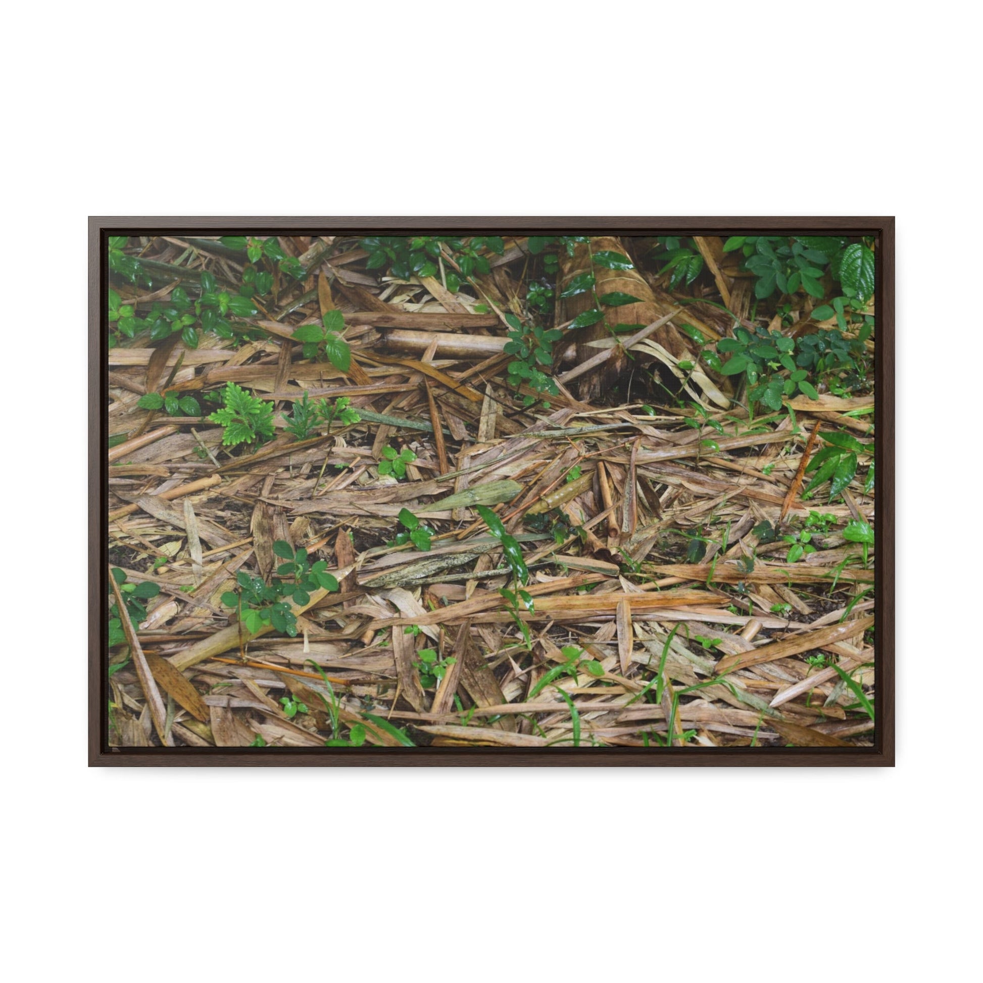 Rainforest Trails & Views - Gallery Canvas Wraps, Horizontal Frame - El Yunque National Forest - Puerto Rico - Rio Sabana trail - Bamboo leaves on the ground - Green Forest Home