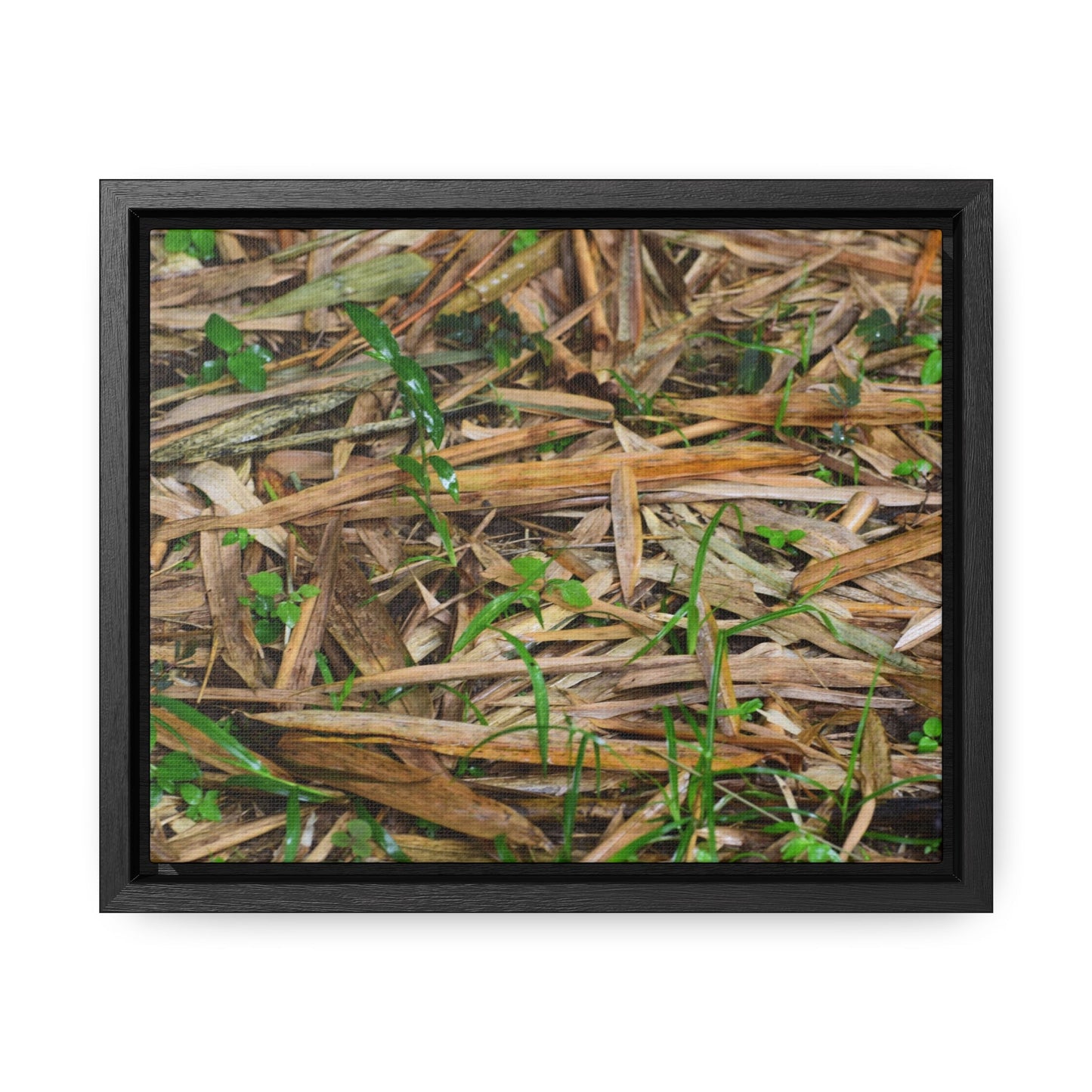 Rainforest Trails & Views - Gallery Canvas Wraps, Horizontal Frame - El Yunque National Forest - Puerto Rico - Rio Sabana trail - Bamboo leaves on the ground - Green Forest Home