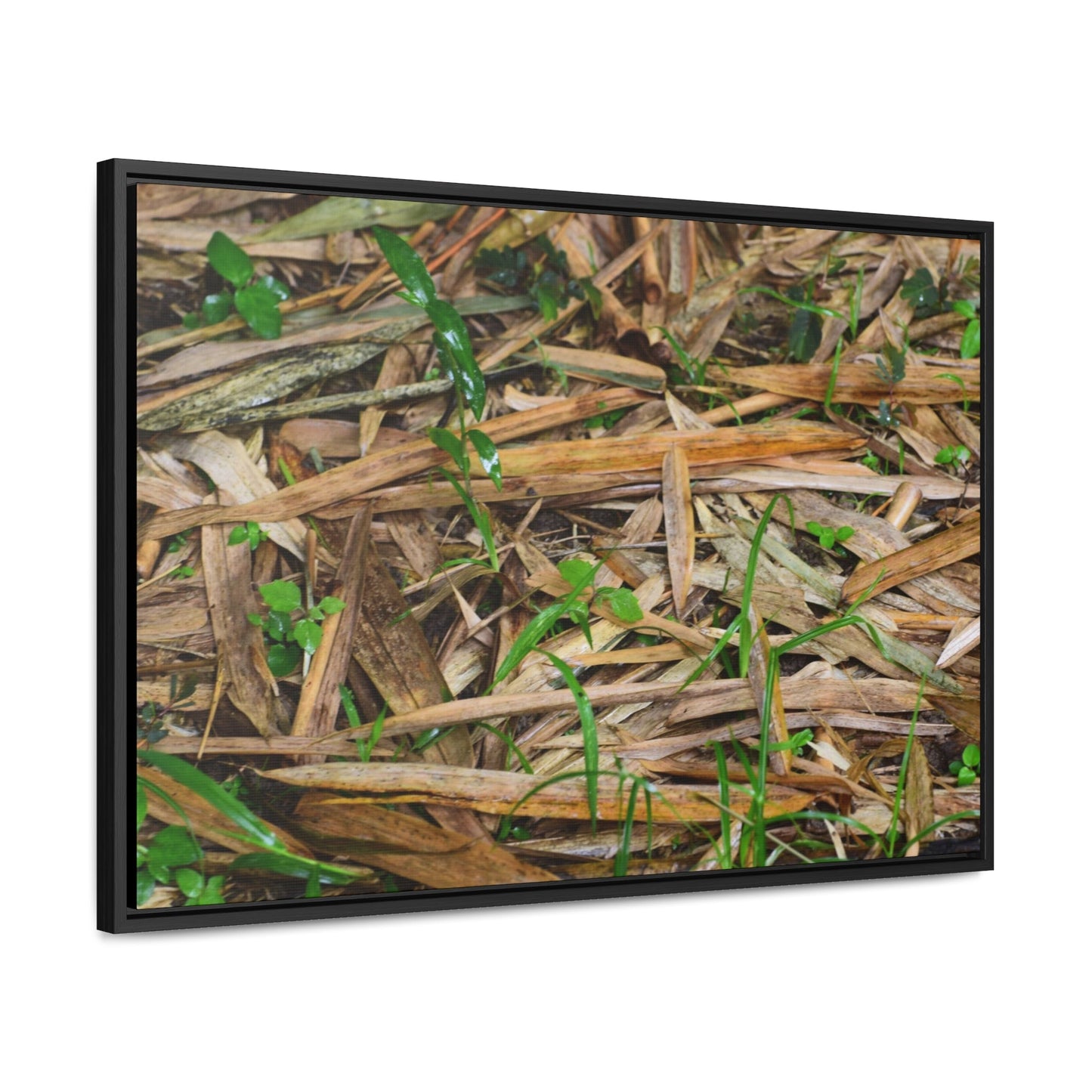 Rainforest Trails & Views - Gallery Canvas Wraps, Horizontal Frame - El Yunque National Forest - Puerto Rico - Rio Sabana trail - Bamboo leaves on the ground - Green Forest Home
