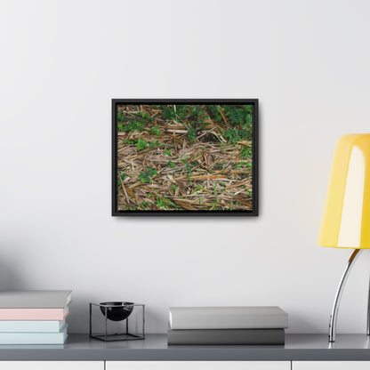 Rainforest Trails & Views - Gallery Canvas Wraps, Horizontal Frame - El Yunque National Forest - Puerto Rico - Rio Sabana trail - Bamboo leaves on the ground - Green Forest Home