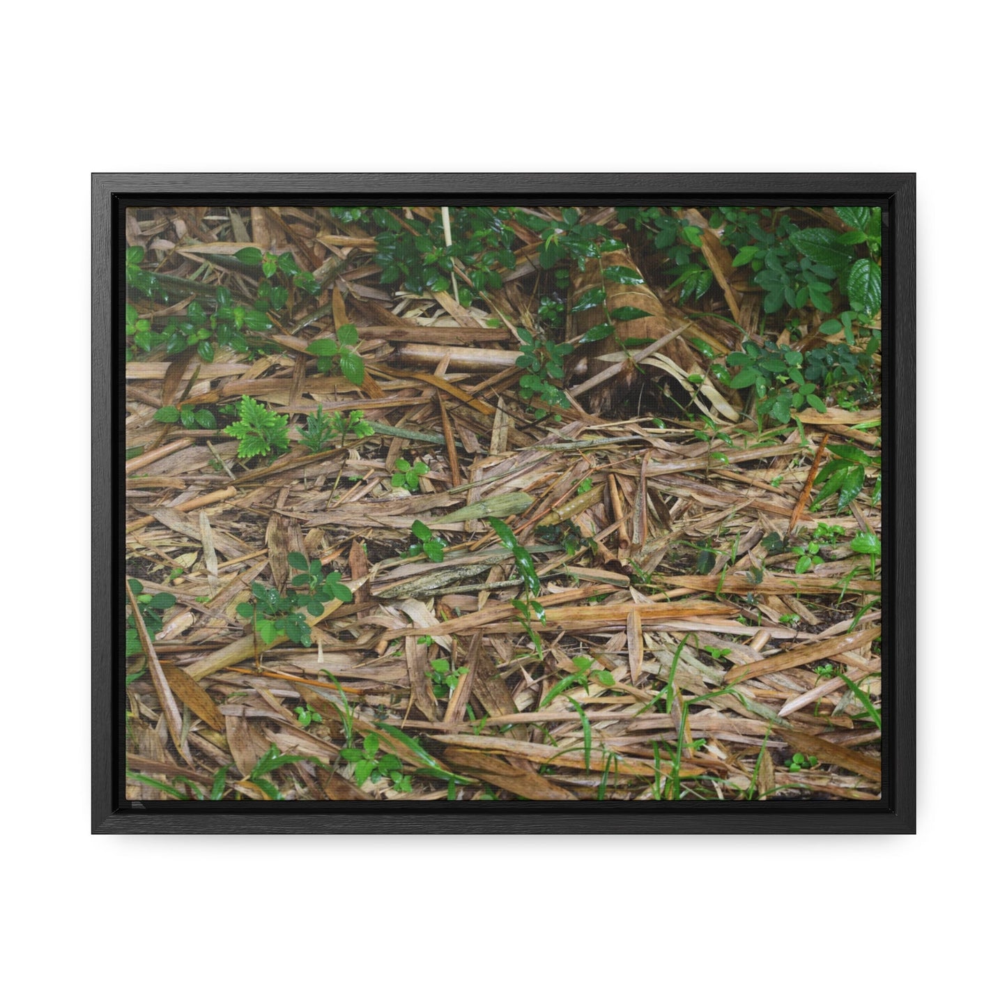 Rainforest Trails & Views - Gallery Canvas Wraps, Horizontal Frame - El Yunque National Forest - Puerto Rico - Rio Sabana trail - Bamboo leaves on the ground - Green Forest Home
