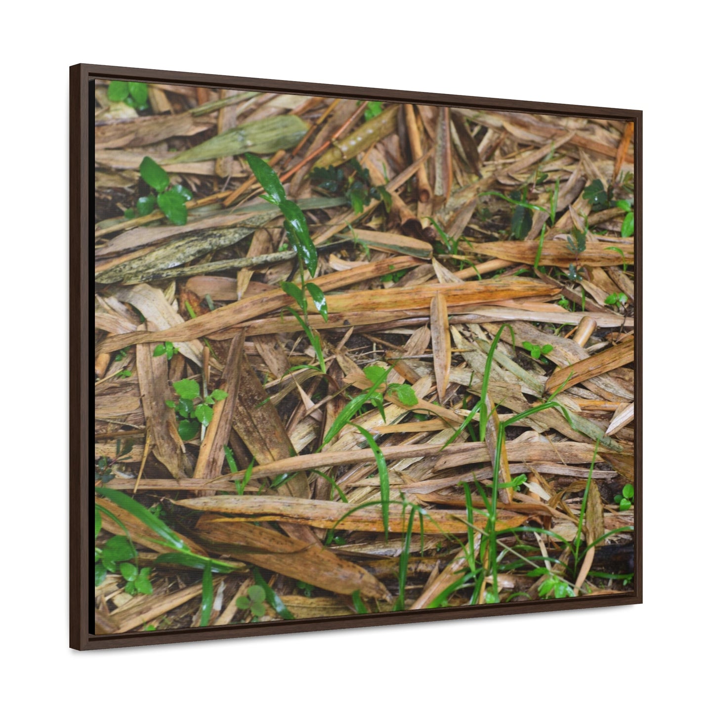 Rainforest Trails & Views - Gallery Canvas Wraps, Horizontal Frame - El Yunque National Forest - Puerto Rico - Rio Sabana trail - Bamboo leaves on the ground - Green Forest Home