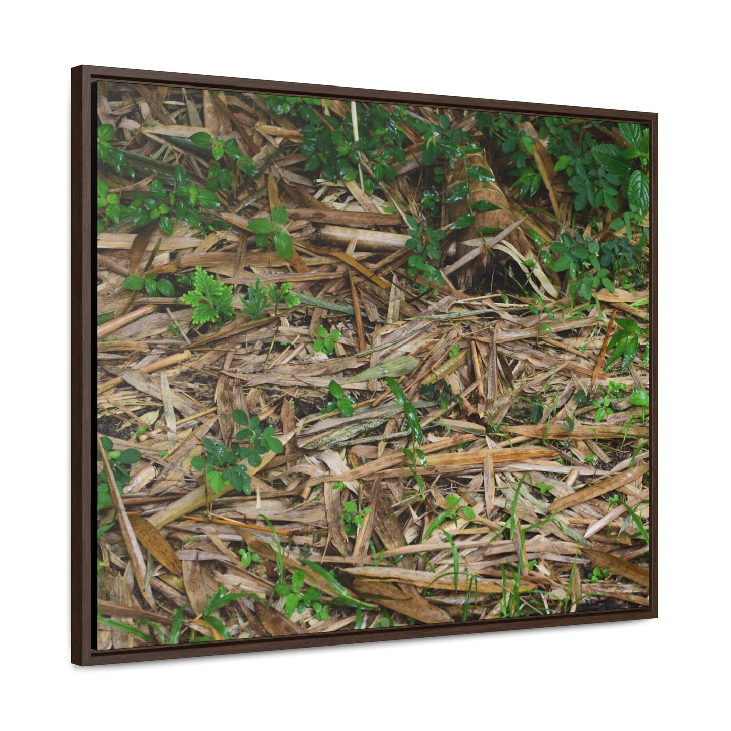 Rainforest Trails & Views - Gallery Canvas Wraps, Horizontal Frame - El Yunque National Forest - Puerto Rico - Rio Sabana trail - Bamboo leaves on the ground - Green Forest Home