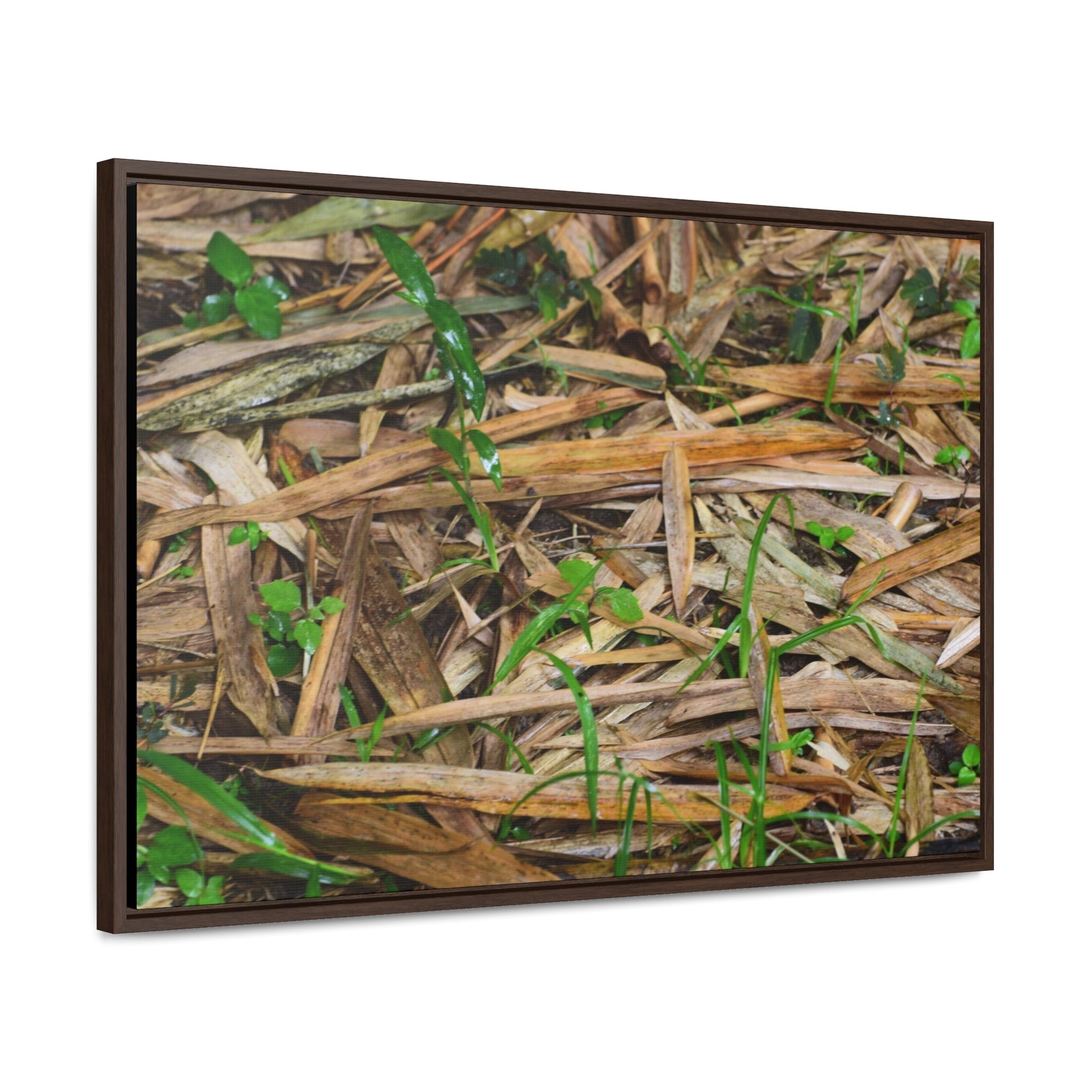 Rainforest Trails & Views - Gallery Canvas Wraps, Horizontal Frame - El Yunque National Forest - Puerto Rico - Rio Sabana trail - Bamboo leaves on the ground - Green Forest Home