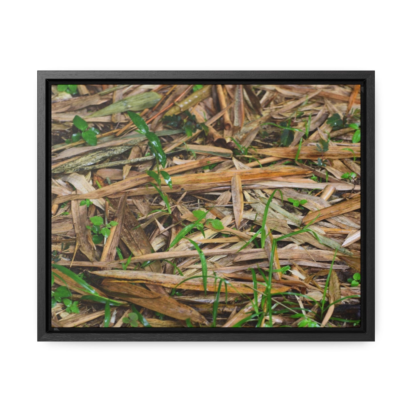 Rainforest Trails & Views - Gallery Canvas Wraps, Horizontal Frame - El Yunque National Forest - Puerto Rico - Rio Sabana trail - Bamboo leaves on the ground - Green Forest Home