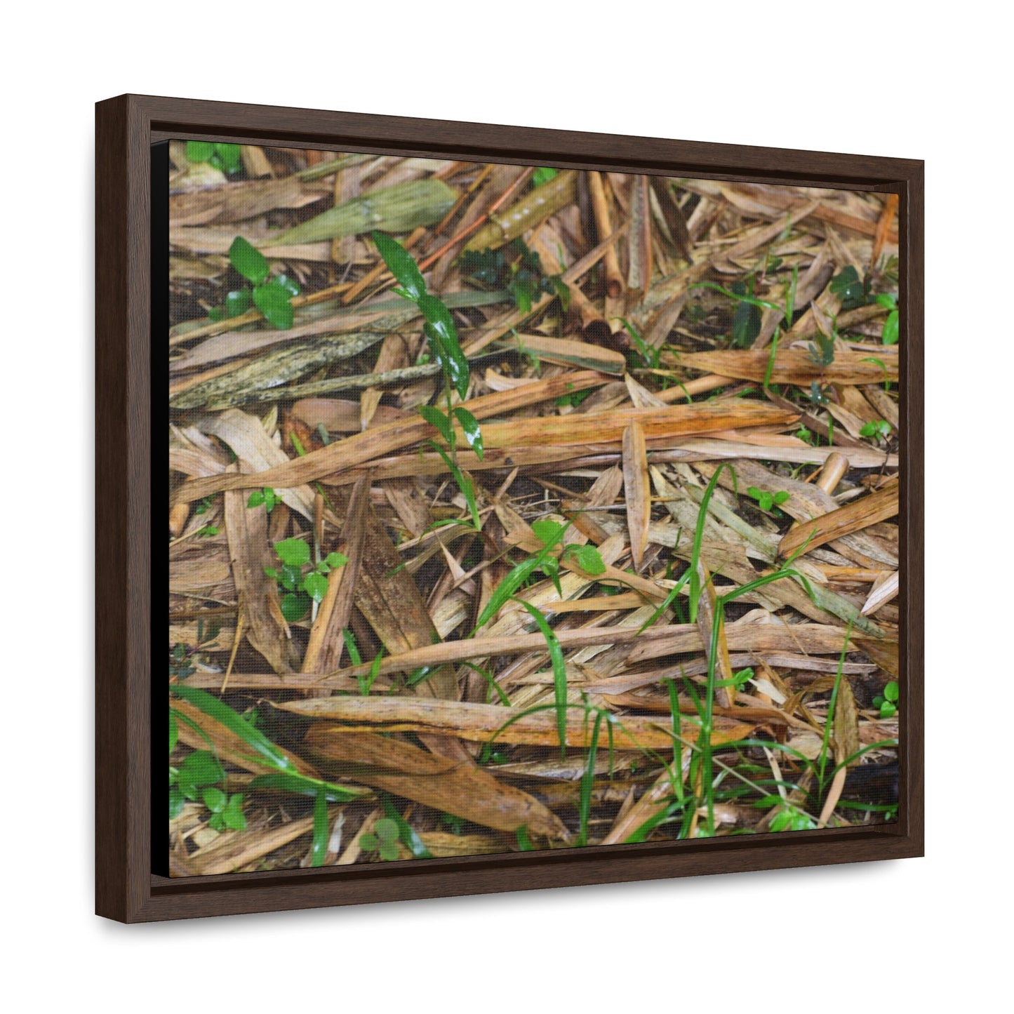 Rainforest Trails & Views - Gallery Canvas Wraps, Horizontal Frame - El Yunque National Forest - Puerto Rico - Rio Sabana trail - Bamboo leaves on the ground - Green Forest Home