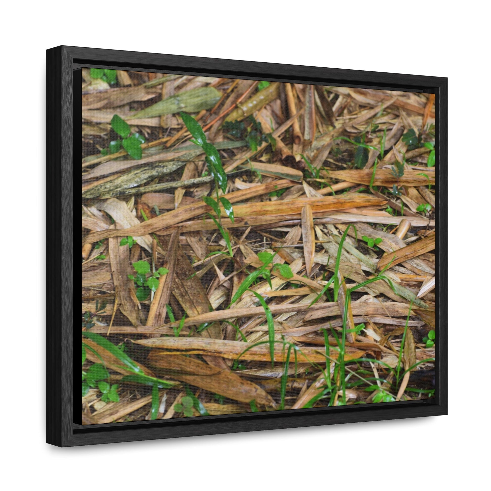Rainforest Trails & Views - Gallery Canvas Wraps, Horizontal Frame - El Yunque National Forest - Puerto Rico - Rio Sabana trail - Bamboo leaves on the ground - Green Forest Home