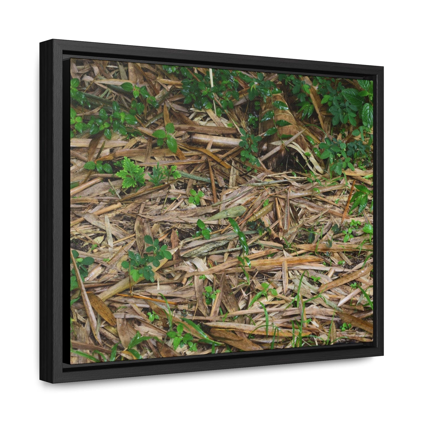Rainforest Trails & Views - Gallery Canvas Wraps, Horizontal Frame - El Yunque National Forest - Puerto Rico - Rio Sabana trail - Bamboo leaves on the ground - Green Forest Home