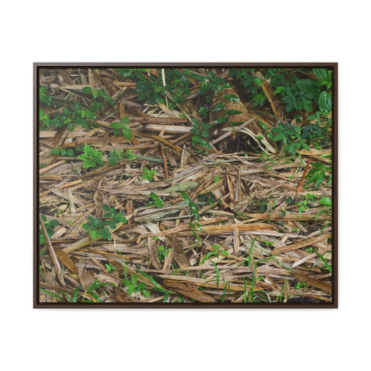 Rainforest Trails & Views - Gallery Canvas Wraps, Horizontal Frame - El Yunque National Forest - Puerto Rico - Rio Sabana trail - Bamboo leaves on the ground - Green Forest Home