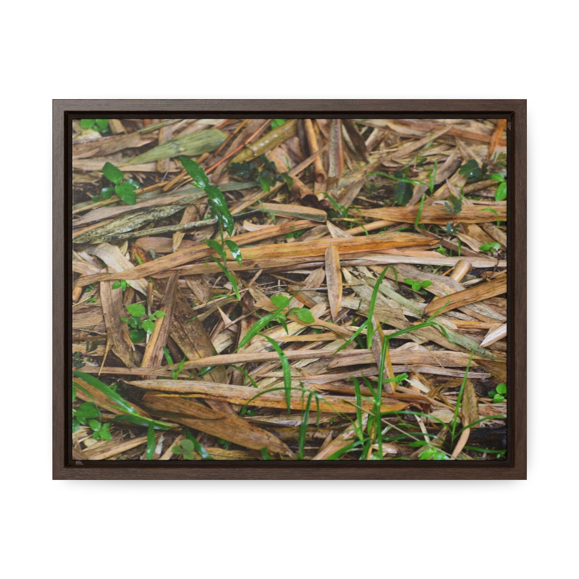 Rainforest Trails & Views - Gallery Canvas Wraps, Horizontal Frame - El Yunque National Forest - Puerto Rico - Rio Sabana trail - Bamboo leaves on the ground - Green Forest Home