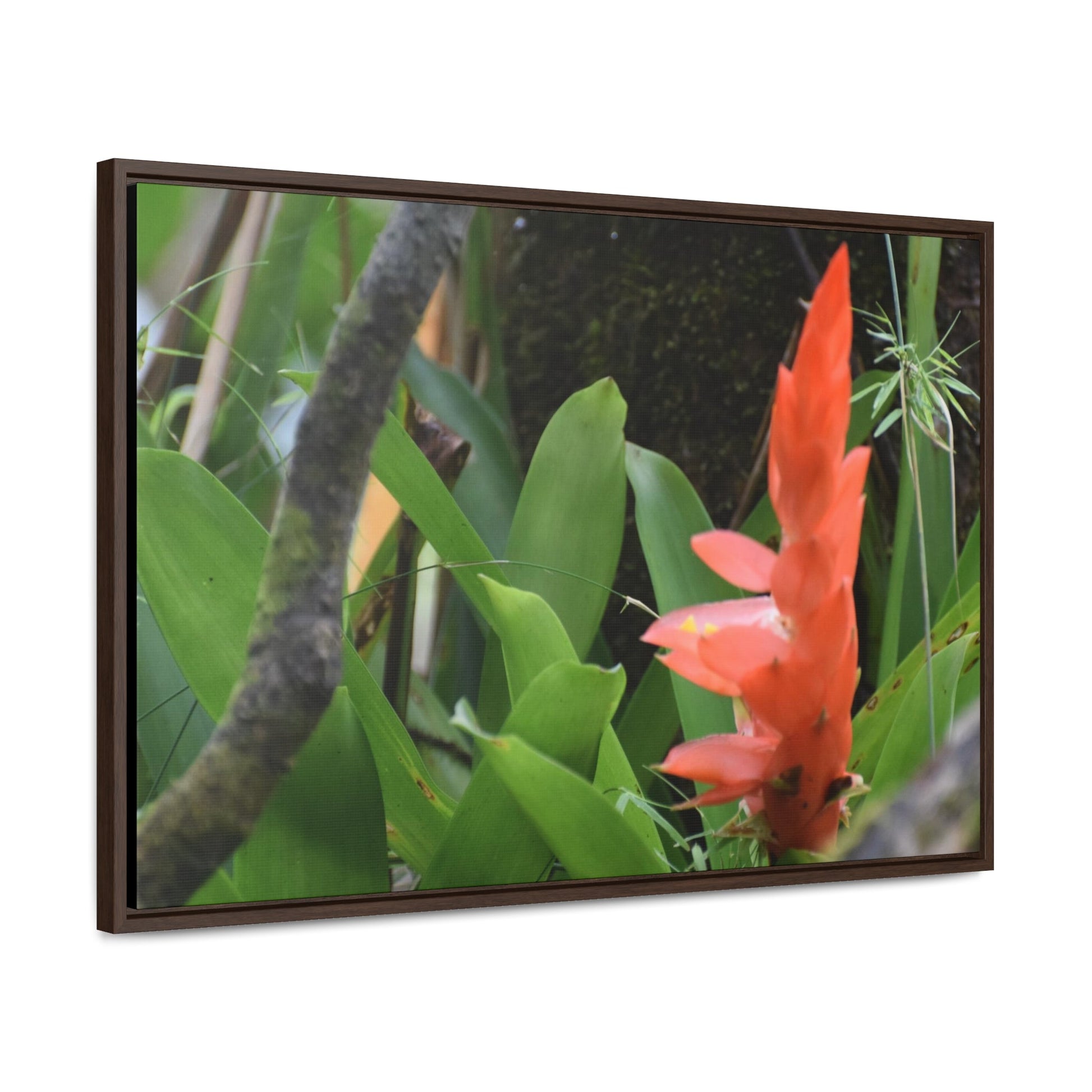 Rainforest Trails & Views - Gallery Canvas Wraps, Horizontal Frame - El Yunque National Forest - Puerto Rico - Rio Sabana trail bromeliad in flower - Green Forest Home