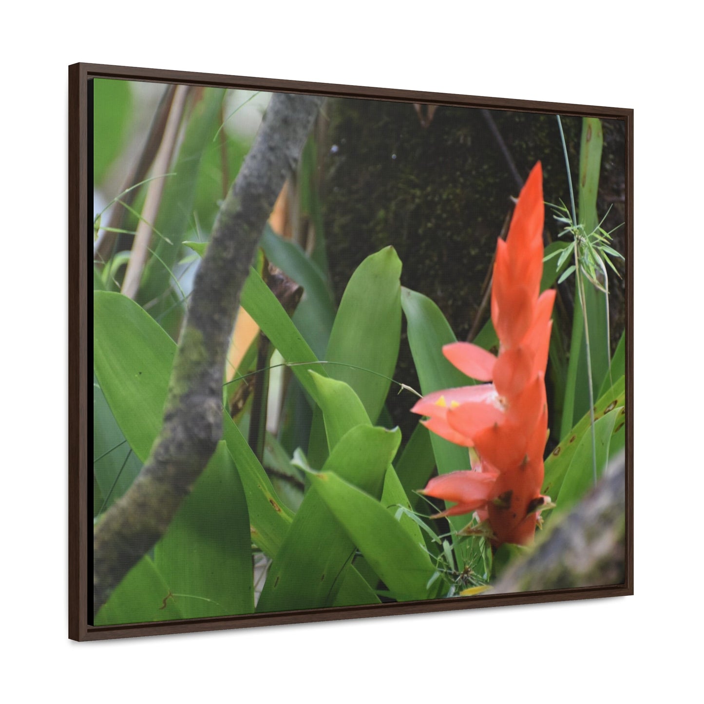 Rainforest Trails & Views - Gallery Canvas Wraps, Horizontal Frame - El Yunque National Forest - Puerto Rico - Rio Sabana trail bromeliad in flower - Green Forest Home
