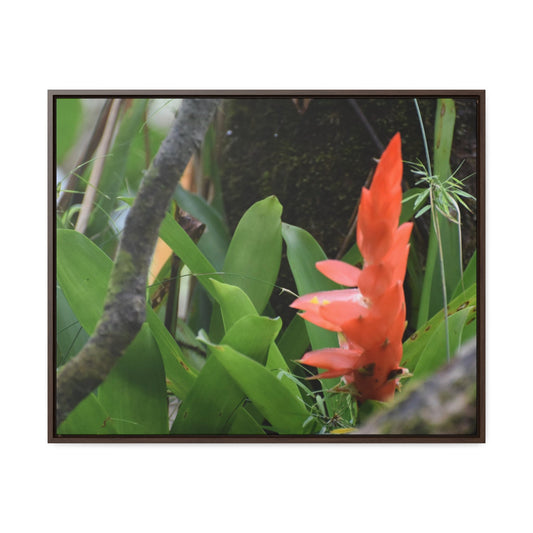Rainforest Trails & Views - Gallery Canvas Wraps, Horizontal Frame - El Yunque National Forest - Puerto Rico - Rio Sabana trail bromeliad in flower - Green Forest Home