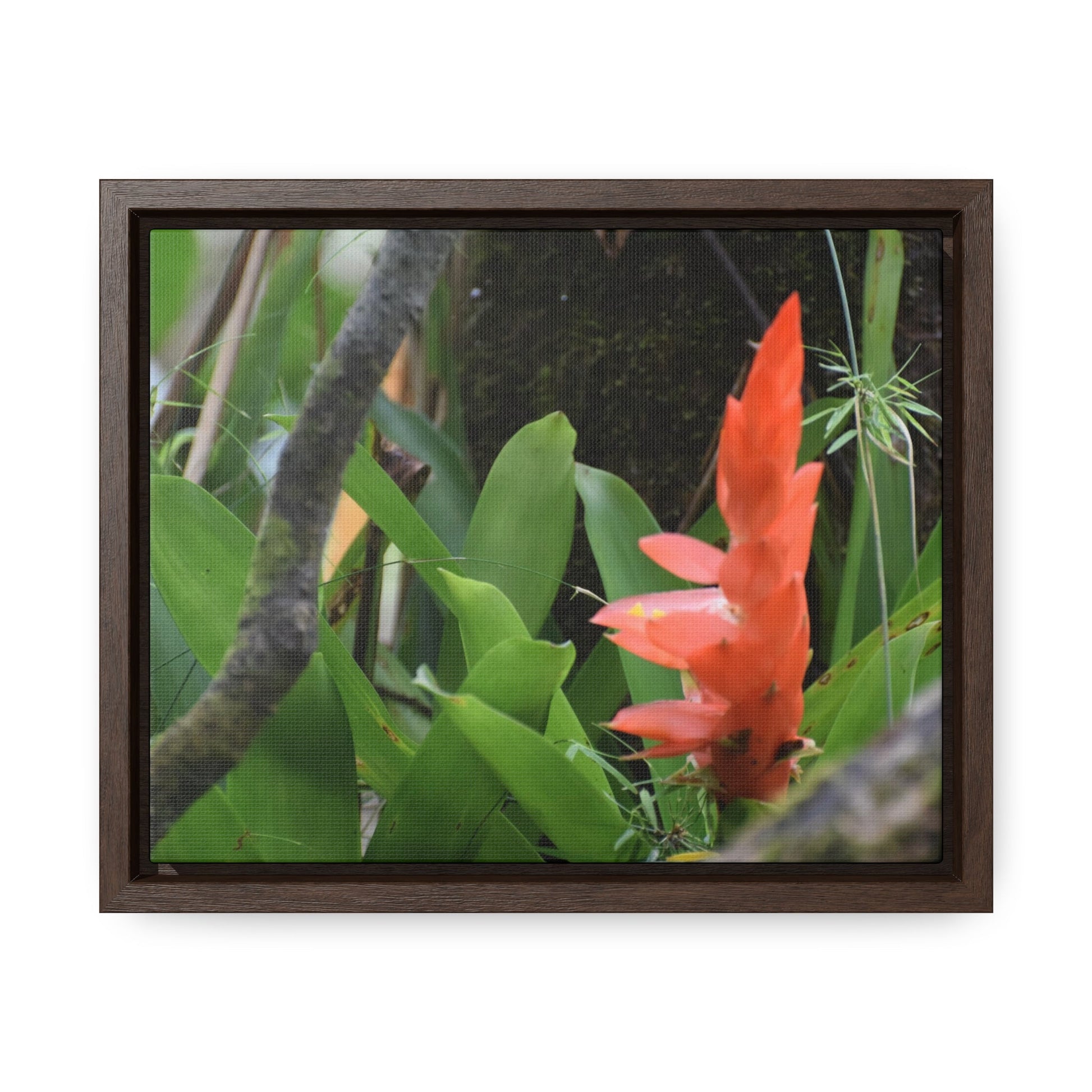 Rainforest Trails & Views - Gallery Canvas Wraps, Horizontal Frame - El Yunque National Forest - Puerto Rico - Rio Sabana trail bromeliad in flower - Green Forest Home