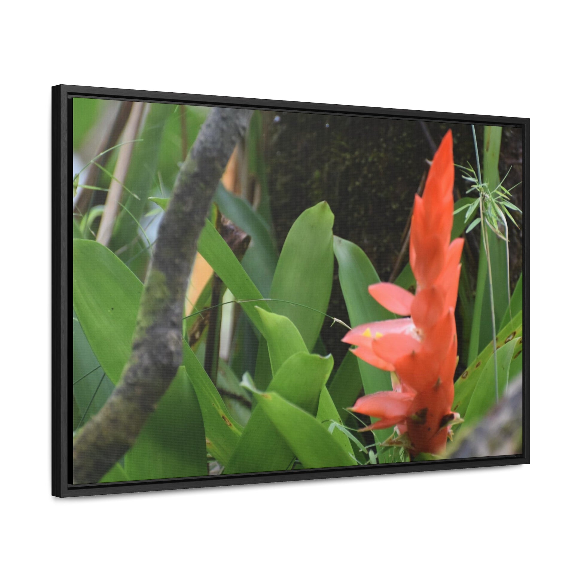 Rainforest Trails & Views - Gallery Canvas Wraps, Horizontal Frame - El Yunque National Forest - Puerto Rico - Rio Sabana trail bromeliad in flower - Green Forest Home