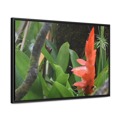 Rainforest Trails & Views - Gallery Canvas Wraps, Horizontal Frame - El Yunque National Forest - Puerto Rico - Rio Sabana trail bromeliad in flower - Green Forest Home