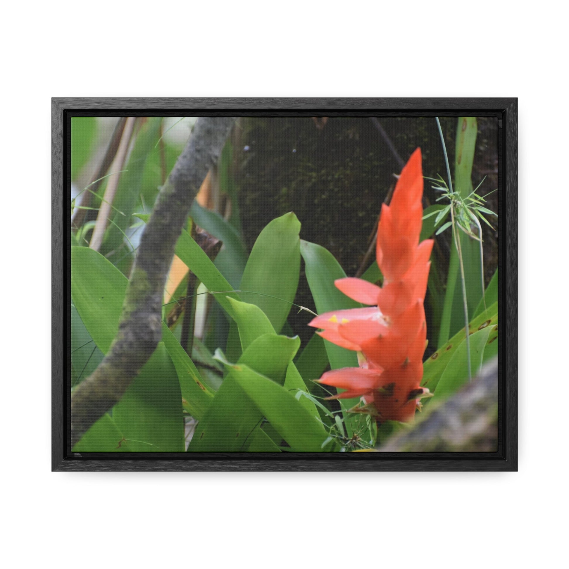 Rainforest Trails & Views - Gallery Canvas Wraps, Horizontal Frame - El Yunque National Forest - Puerto Rico - Rio Sabana trail bromeliad in flower - Green Forest Home