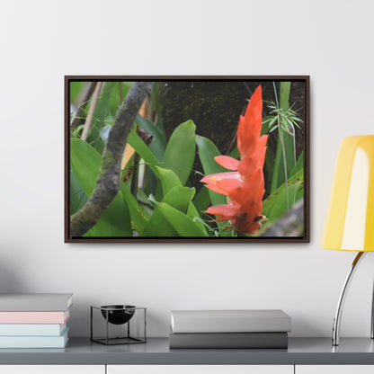 Rainforest Trails & Views - Gallery Canvas Wraps, Horizontal Frame - El Yunque National Forest - Puerto Rico - Rio Sabana trail bromeliad in flower - Green Forest Home