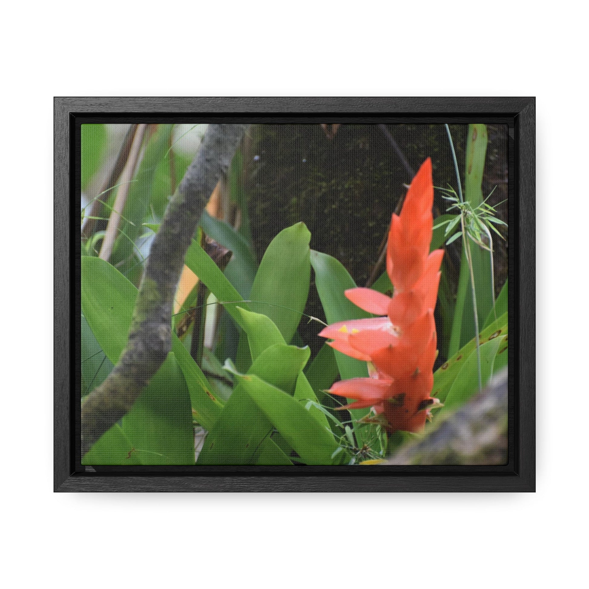 Rainforest Trails & Views - Gallery Canvas Wraps, Horizontal Frame - El Yunque National Forest - Puerto Rico - Rio Sabana trail bromeliad in flower - Green Forest Home