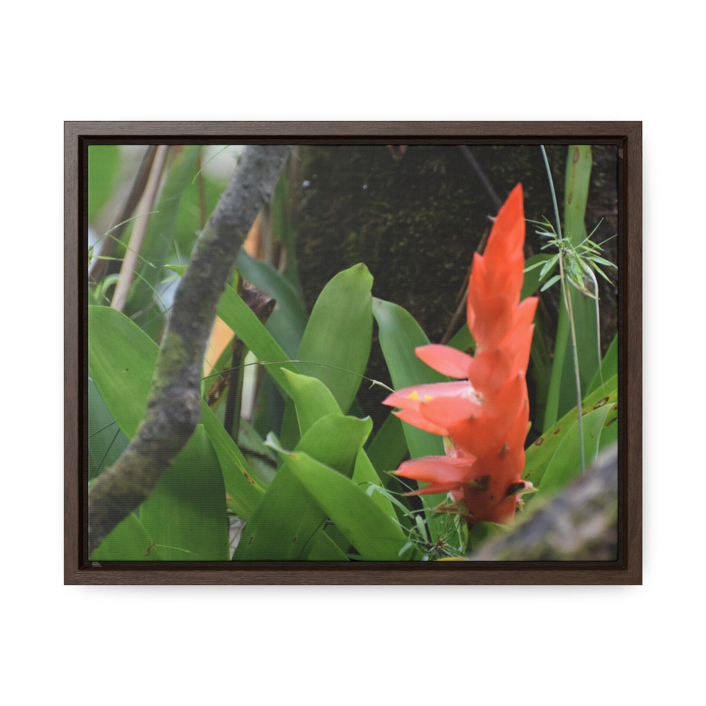Rainforest Trails & Views - Gallery Canvas Wraps, Horizontal Frame - El Yunque National Forest - Puerto Rico - Rio Sabana trail bromeliad in flower - Green Forest Home