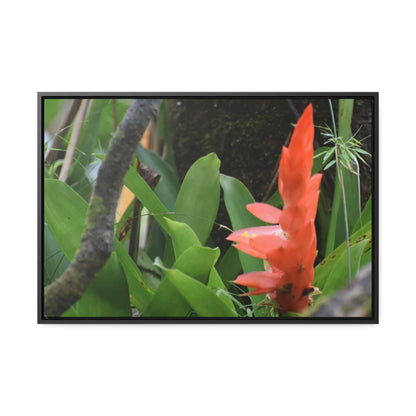 Rainforest Trails & Views - Gallery Canvas Wraps, Horizontal Frame - El Yunque National Forest - Puerto Rico - Rio Sabana trail bromeliad in flower - Green Forest Home