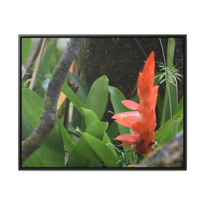 Rainforest Trails & Views - Gallery Canvas Wraps, Horizontal Frame - El Yunque National Forest - Puerto Rico - Rio Sabana trail bromeliad in flower - Green Forest Home