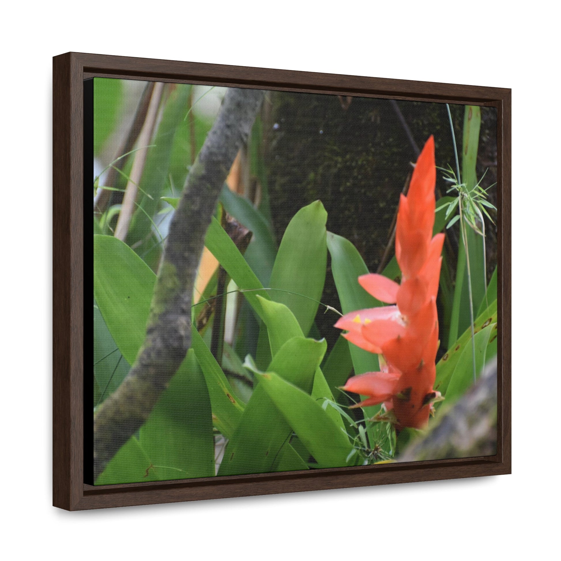 Rainforest Trails & Views - Gallery Canvas Wraps, Horizontal Frame - El Yunque National Forest - Puerto Rico - Rio Sabana trail bromeliad in flower - Green Forest Home
