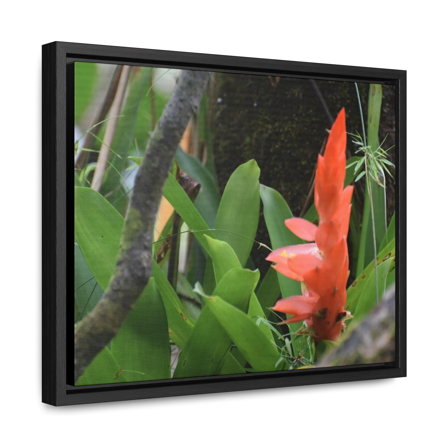 Rainforest Trails & Views - Gallery Canvas Wraps, Horizontal Frame - El Yunque National Forest - Puerto Rico - Rio Sabana trail bromeliad in flower - Green Forest Home