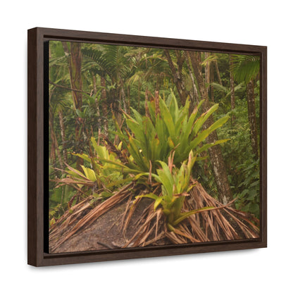 Rainforest Trails & Views - Gallery Canvas Wraps, Horizontal Frame - El Yunque National Forest - Puerto Rico - Rio Sabana trail bromeliad on boulder - Green Forest Home