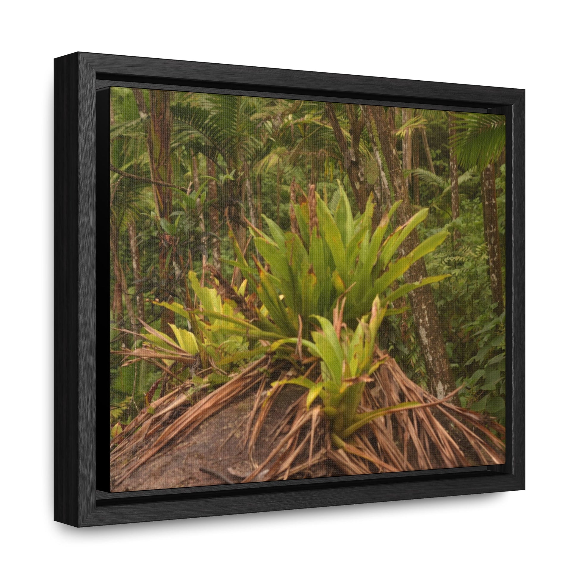 Rainforest Trails & Views - Gallery Canvas Wraps, Horizontal Frame - El Yunque National Forest - Puerto Rico - Rio Sabana trail bromeliad on boulder - Green Forest Home