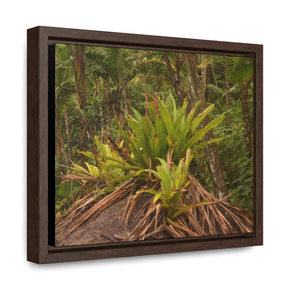 Rainforest Trails & Views - Gallery Canvas Wraps, Horizontal Frame - El Yunque National Forest - Puerto Rico - Rio Sabana trail bromeliad on boulder - Green Forest Home